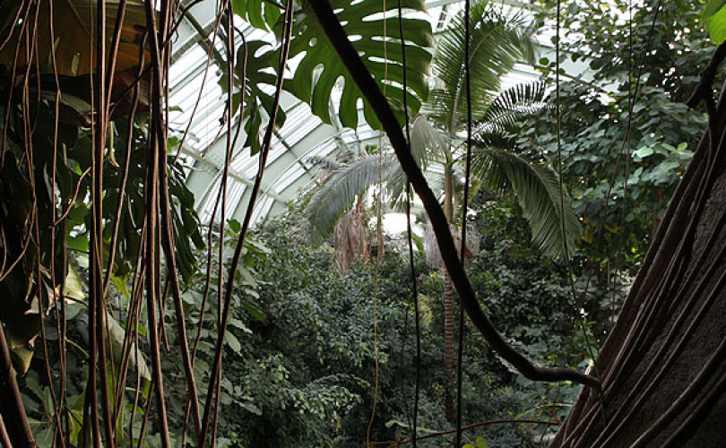Les Grandes Serres du Jardin des Plantes, la biodiversit dans un mouchoir  de poche - Babel Voyages