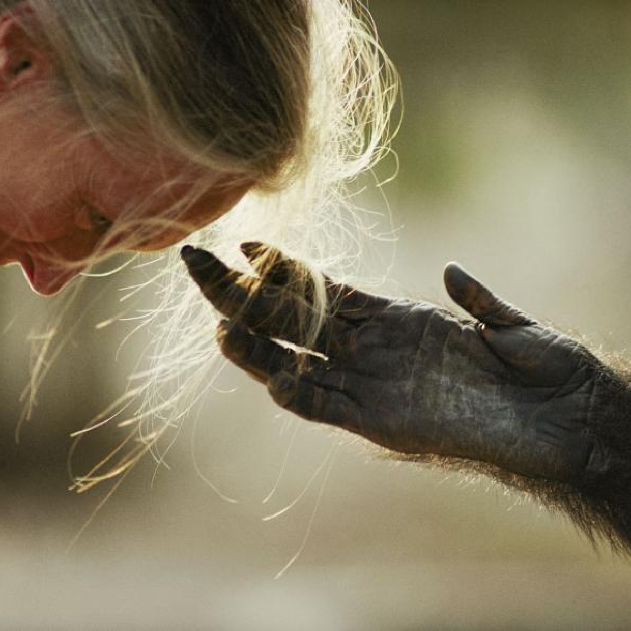 Jane Goodall, une vie au service des autres - Babel Voyages